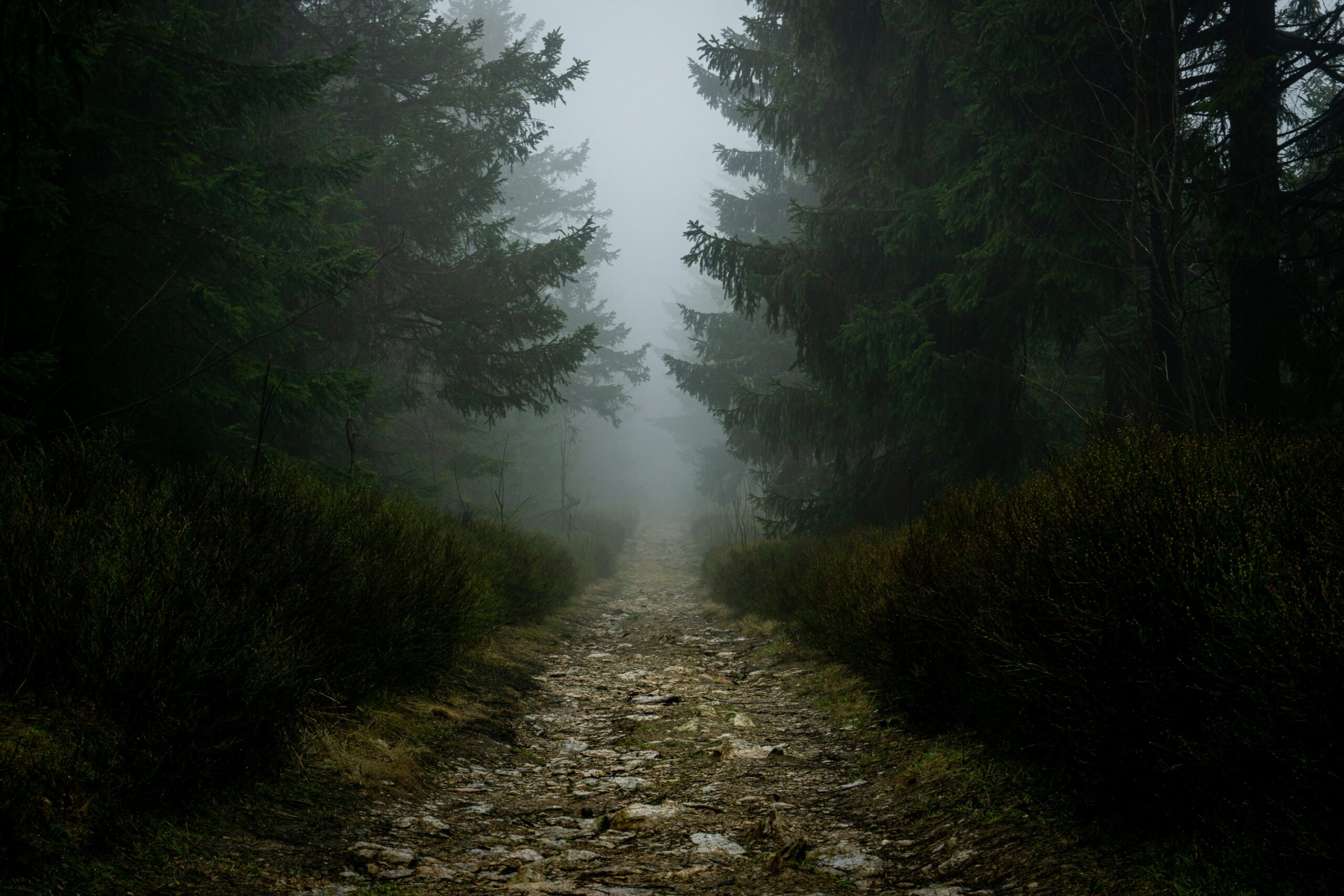 max-bohme-fki97-qu_jg-unsplash